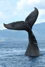 maman baleine