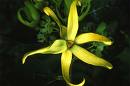 le ylang ylang